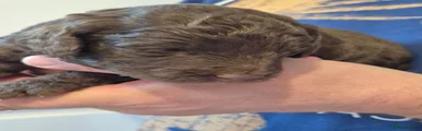 Cockapoo 1