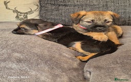 Border Terrier dogs for sale: Stunning border terrier puppys - Image 10