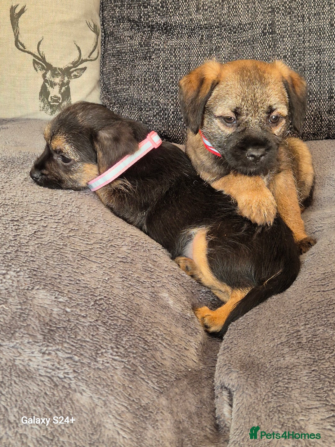 Border Terrier dogs for sale: Stunning border terrier puppys - Image 10