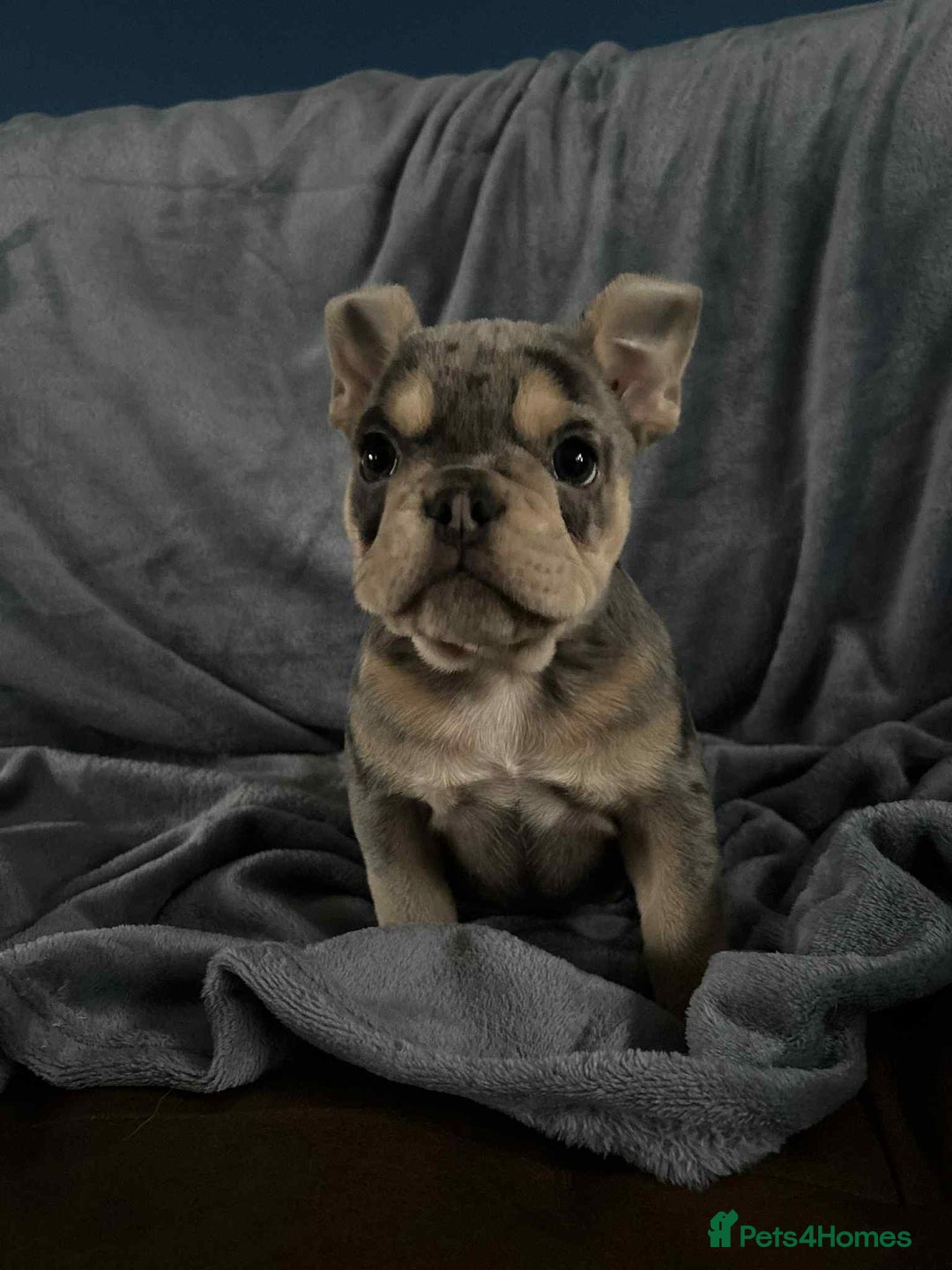 Mixed Breed dogs for sale: Beautiful spotty babies - Image 10