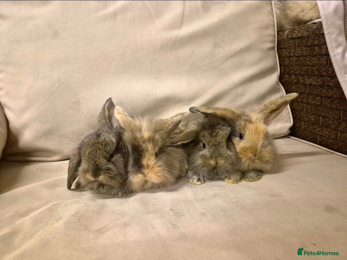 Mini Lion Lop rabbits Mini Lion Lops Ready in 2 weeks 🩷🩵 - Advert 2