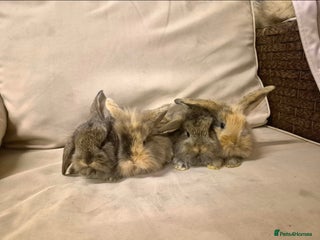 Mini Lion Lop rabbits Mini Lion Lops Ready in 2 weeks 🩷🩵 - Advert 3