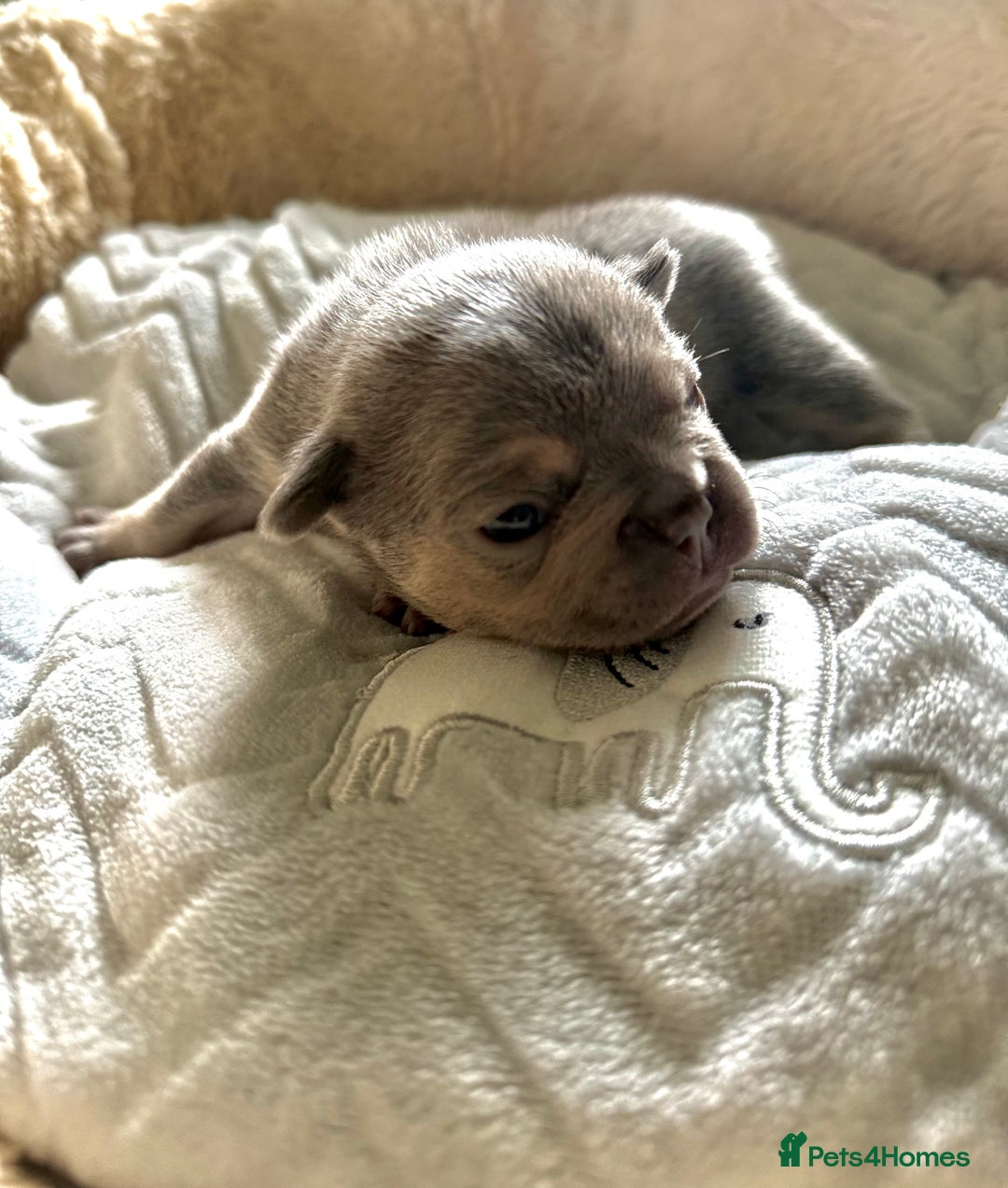 French Bulldog dogs for sale: Stunning litter of French bulldog puppies  - Image 10