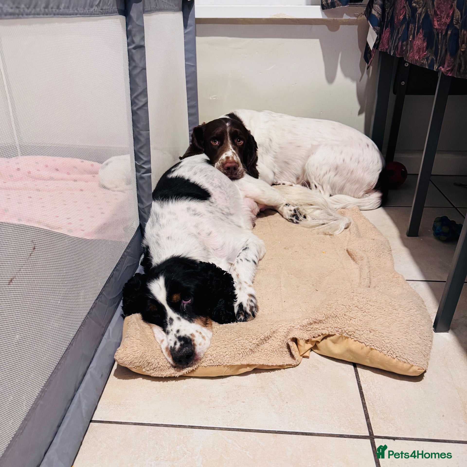 English Springer Spaniel dogs English springer spaniel puppies - Advert 2