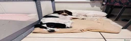 English Springer Spaniel dogs for sale: English springer spaniel puppies - Advert 1