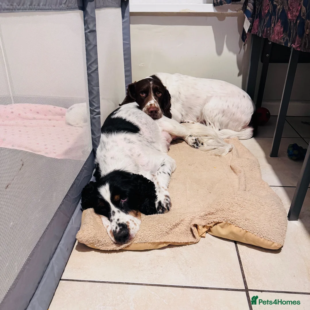 English Springer Spaniel dogs for sale: English springer spaniel puppies - Advert 1