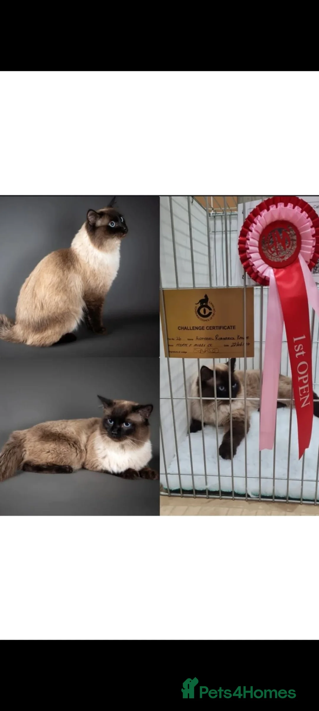 Ragdoll cats for sale: Sired by champion - Advert 2