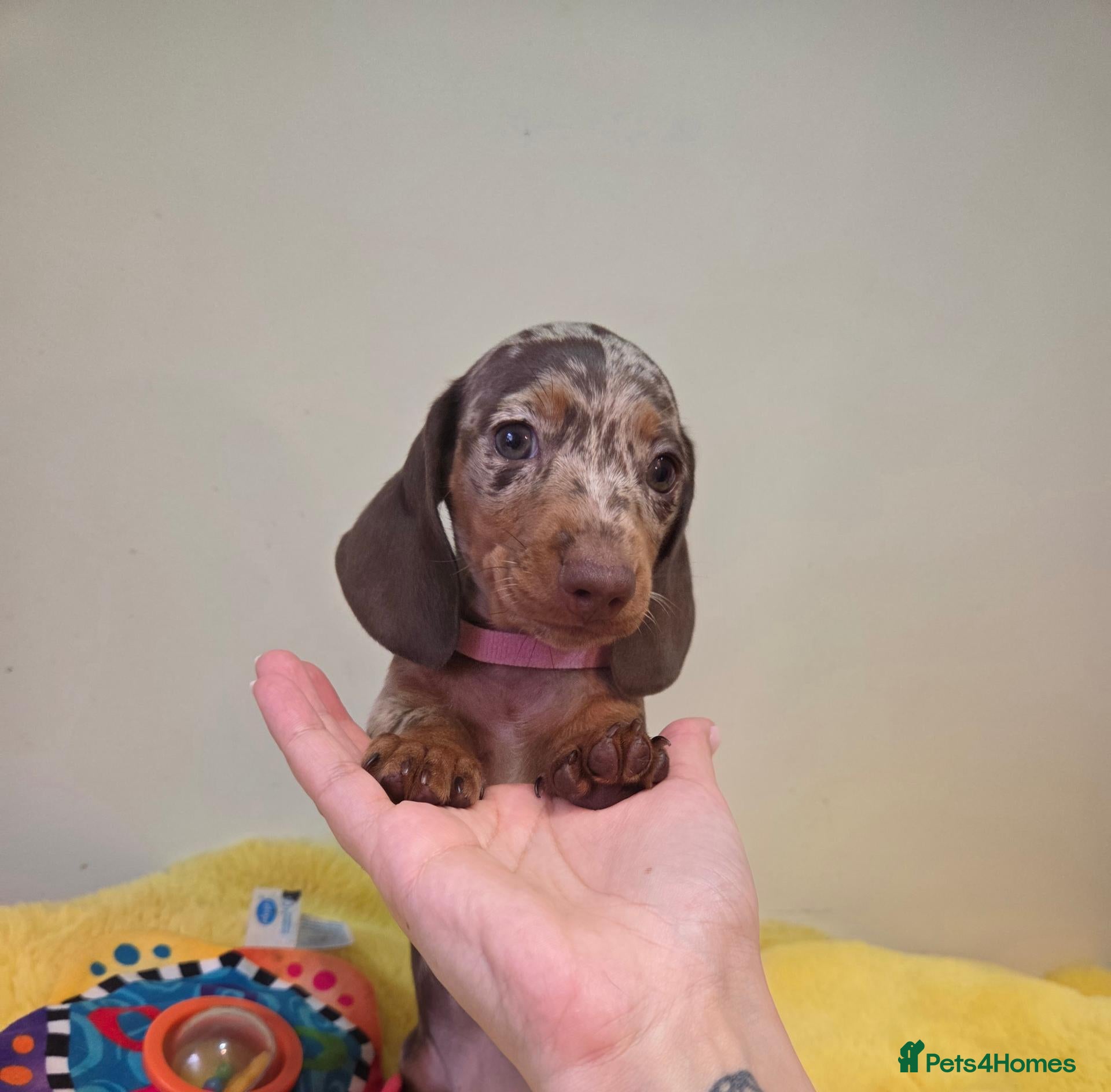 Miniature Dachshund dogs Kc Miniature Dachshund ❤️ - Advert 1