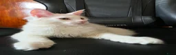 Maine Coon cats for sale: Maine coon Blue eyes + Long Hair - Advert 4