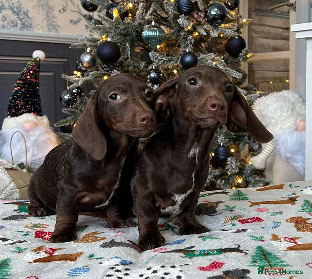 Dachshund dogs kc REG PRA CLR miniature dachshunds  - Advert 4