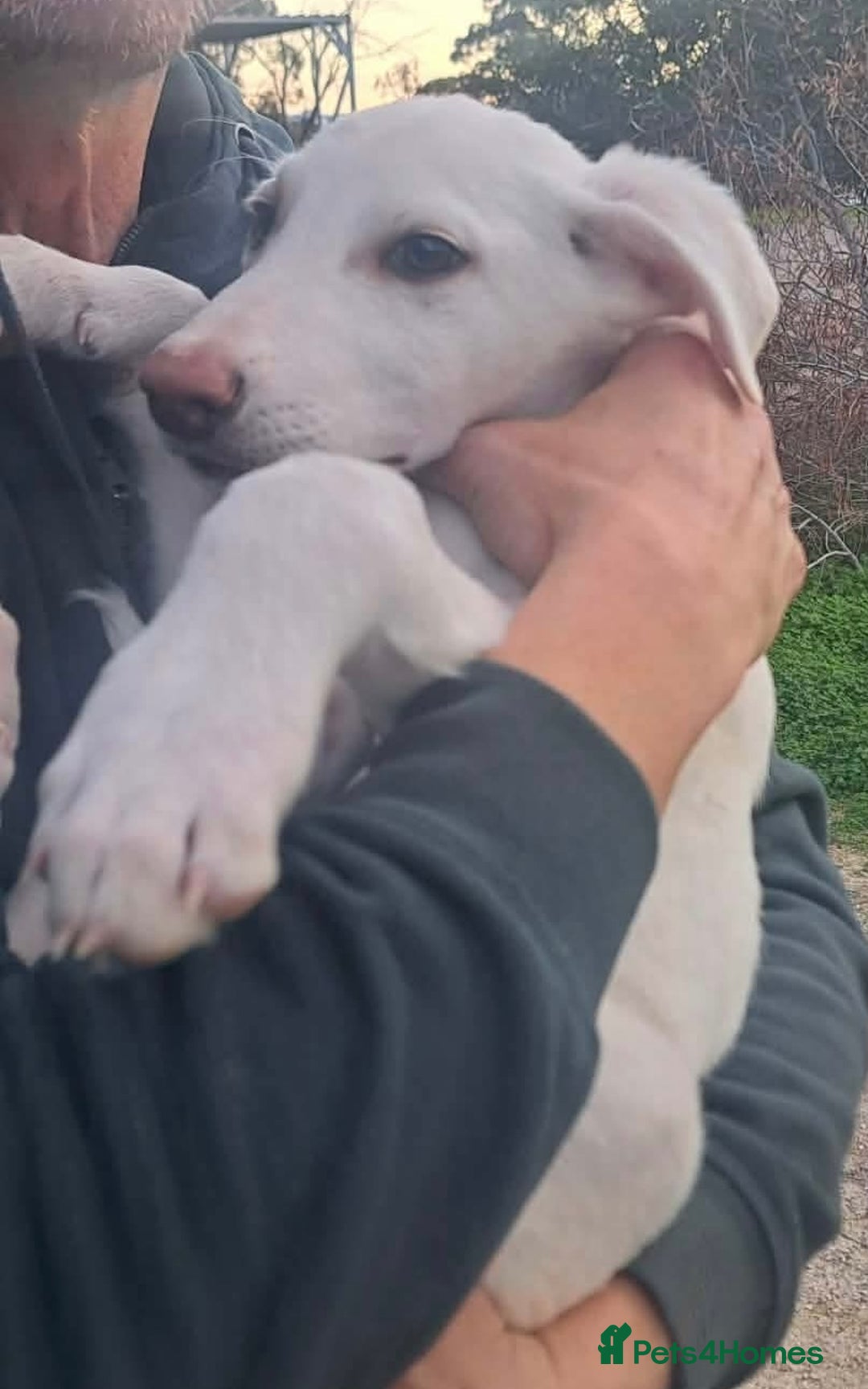 Mixed Breed dogs for adoption: Holly needs a loving home - Advert 1