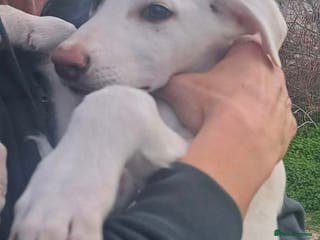 Mixed Breed dogs Holly needs a loving home - Advert 1