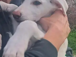 Mixed Breed dogs Holly needs a loving home - Advert 15