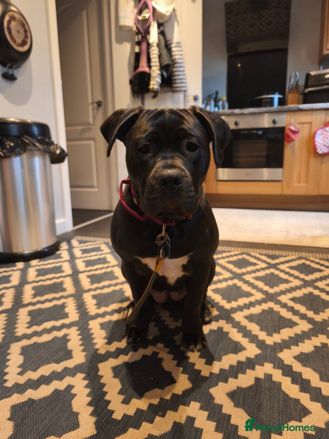 Mixed Breed dogs for sale: Big beautiful staffy cross - Advert 3