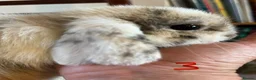Mini Lop rabbits for sale: Beautiful Mini Lop Babies in Loughborough - Advert 29