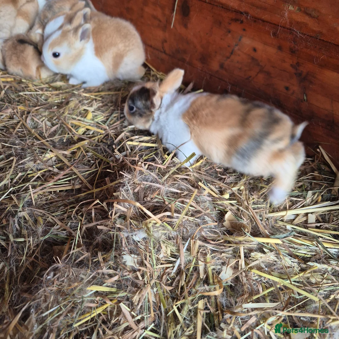 Dutch rabbits for sale: Dutch rabbits - Advert 2