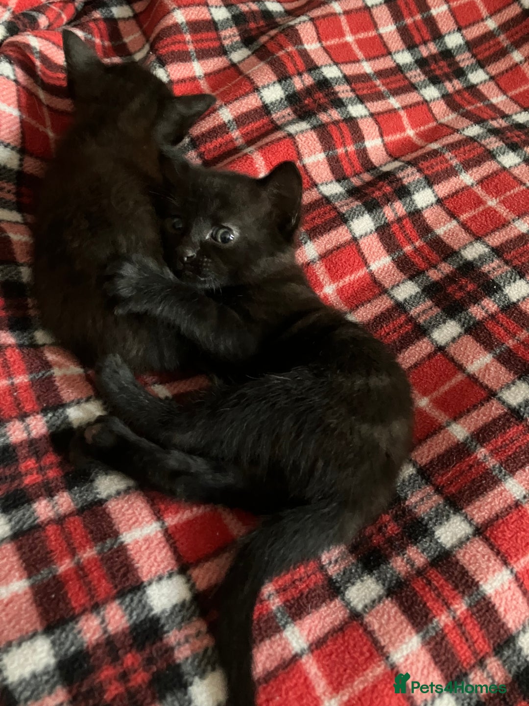 Mixed Breed cats for sale: 2 x Beautiful Kittens  - Image 4
