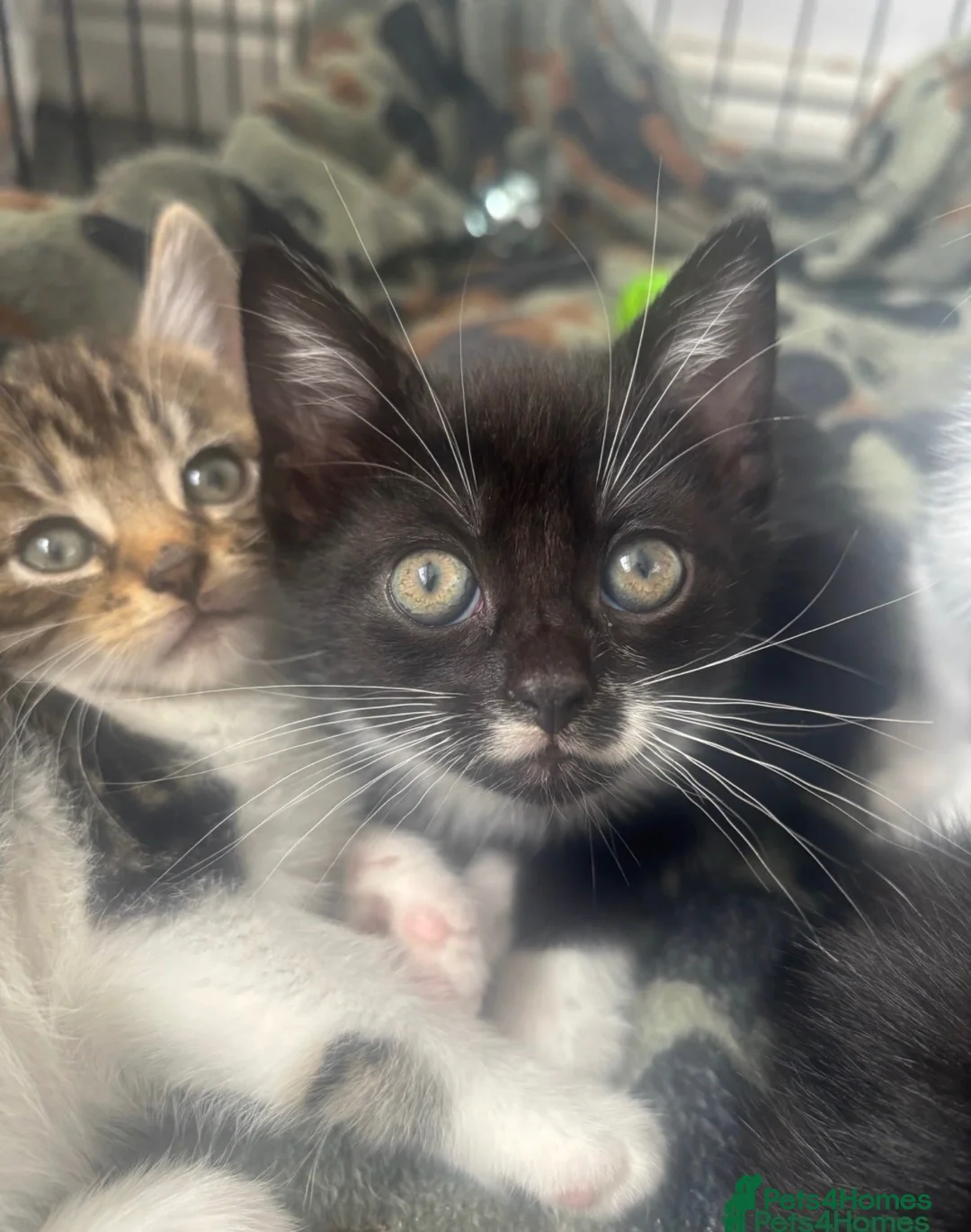 Mixed Breed cats for sale: Beautiful black and white girl - Advert 1