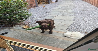 Labrador Retriever dogs - Advert 1