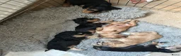 Cocker Spaniel dogs for sale: Beautiful Show cocker spaniel puppies  - Advert 19