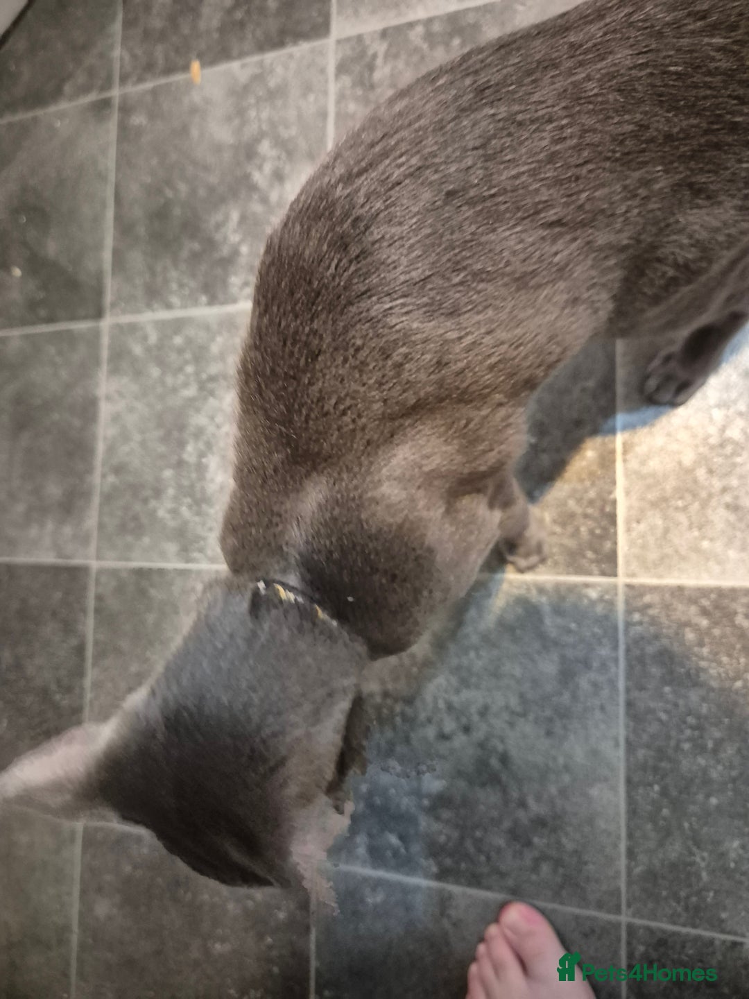 Oriental cats for sale: Beautiful blue/gray oriental kittens - Advert 22