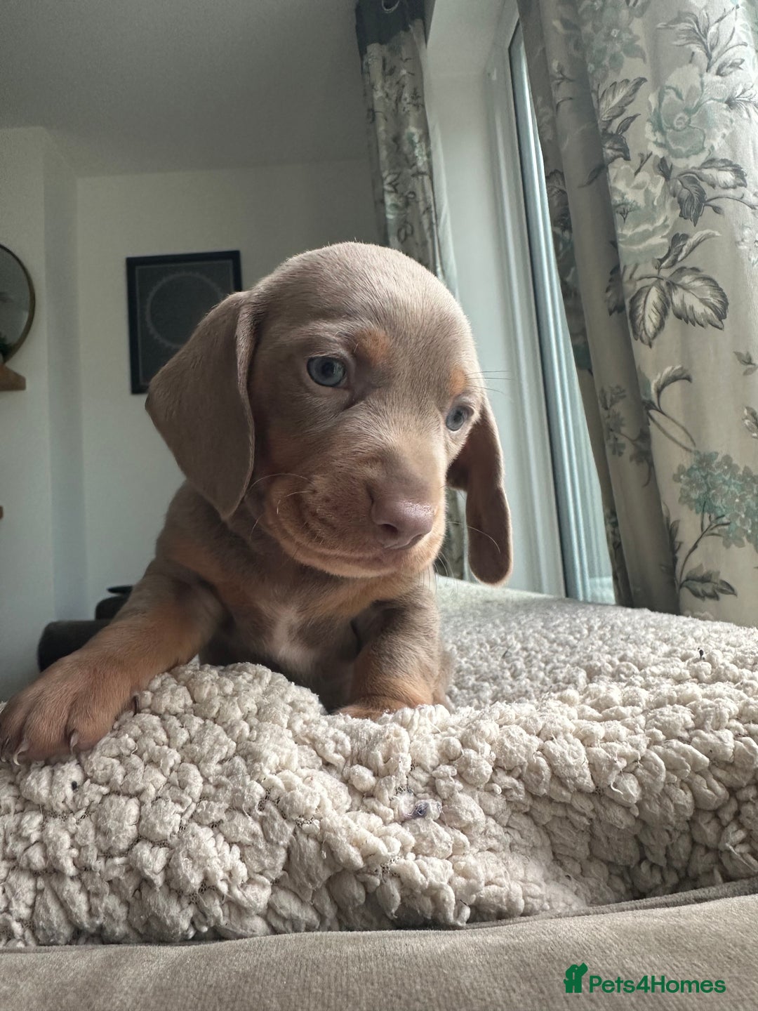 Dachshund dogs for sale: 4 Daschund Puppies Chocolate tan & Isabella - Image 2