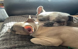 French Bulldog dogs for sale: French bulldog - Image 12