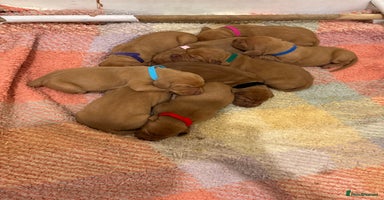 Hungarian Vizsla dogs - Advert 15