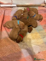 Hungarian Vizsla dogs - Advert 2