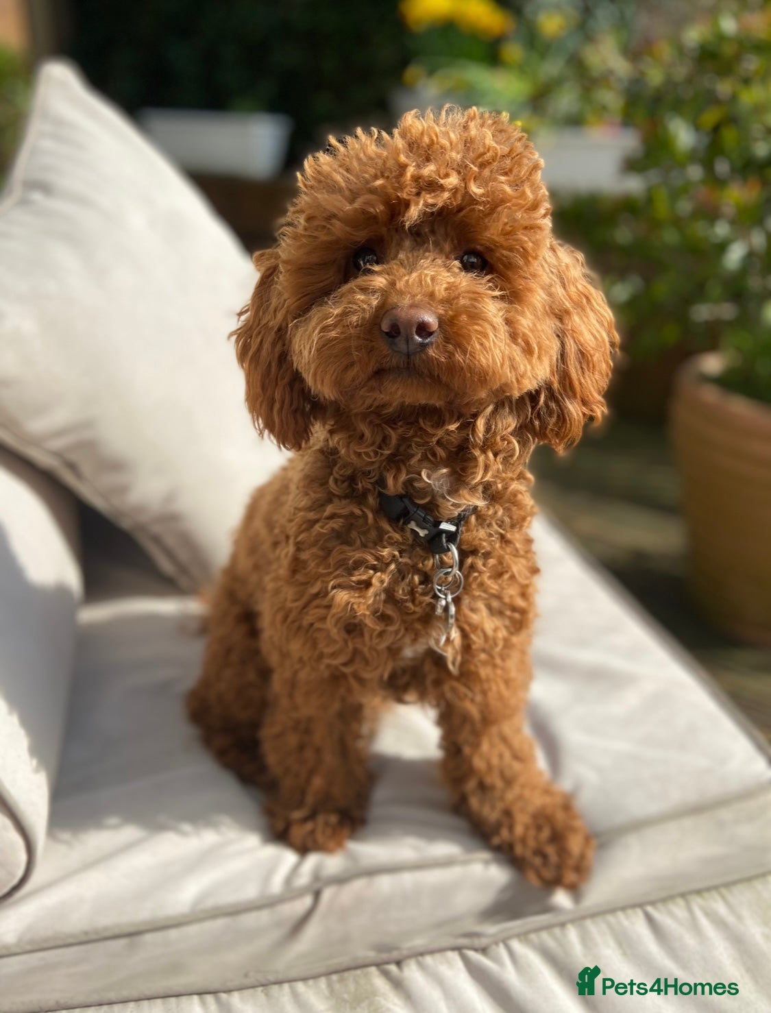 Toy Poodle dogs 🧡🌻Toy Poodle🧡Confirmed pregnancy🌻🧡 - Advert 2