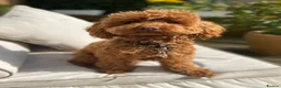 Toy Poodle dogs for sale: 🧡🌻Toy Poodle🧡Confirmed pregnancy🌻🧡 - Advert 1