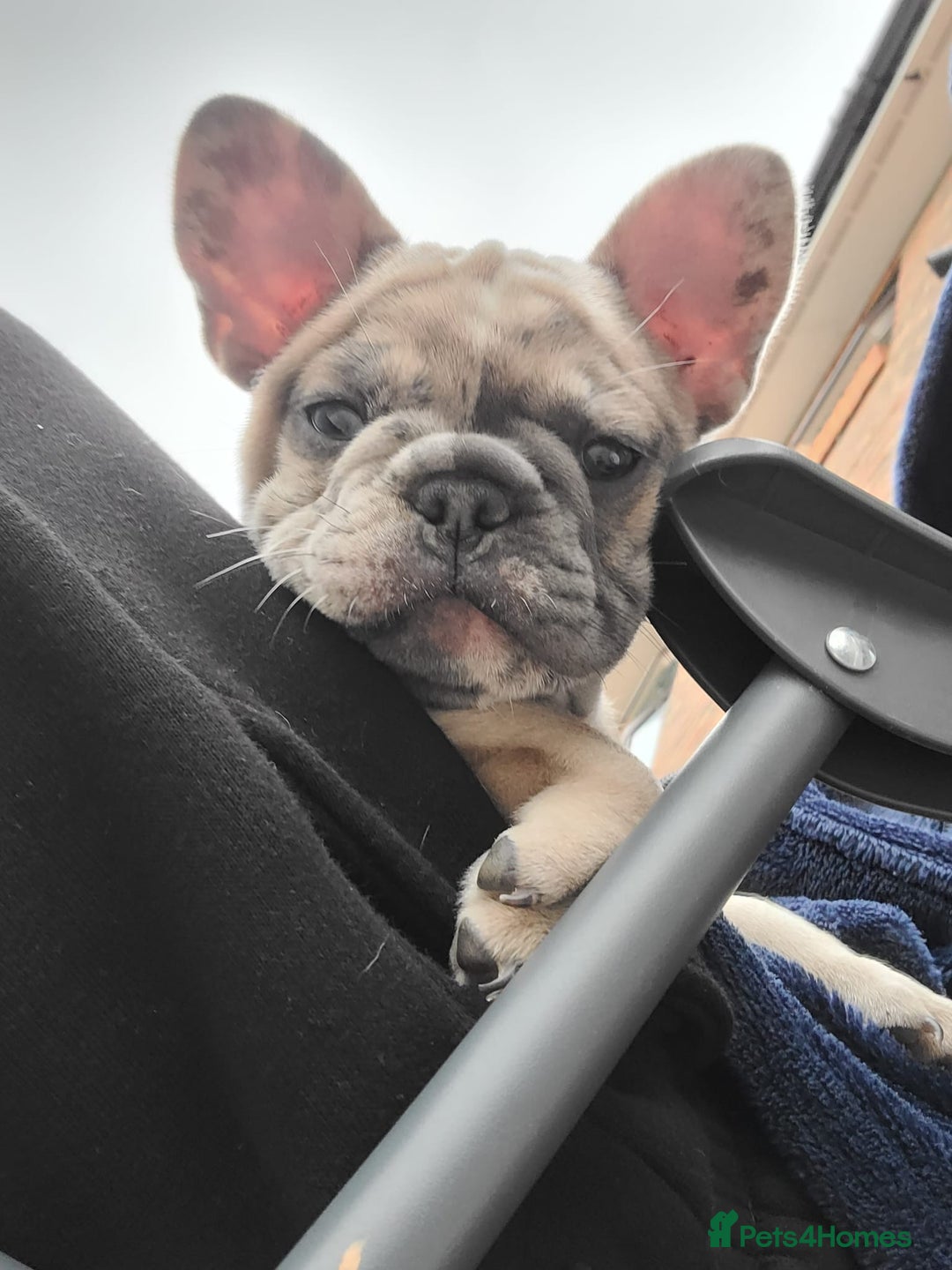 French Bulldog dogs for sale: Merle female French bulldog💗 - Image 6