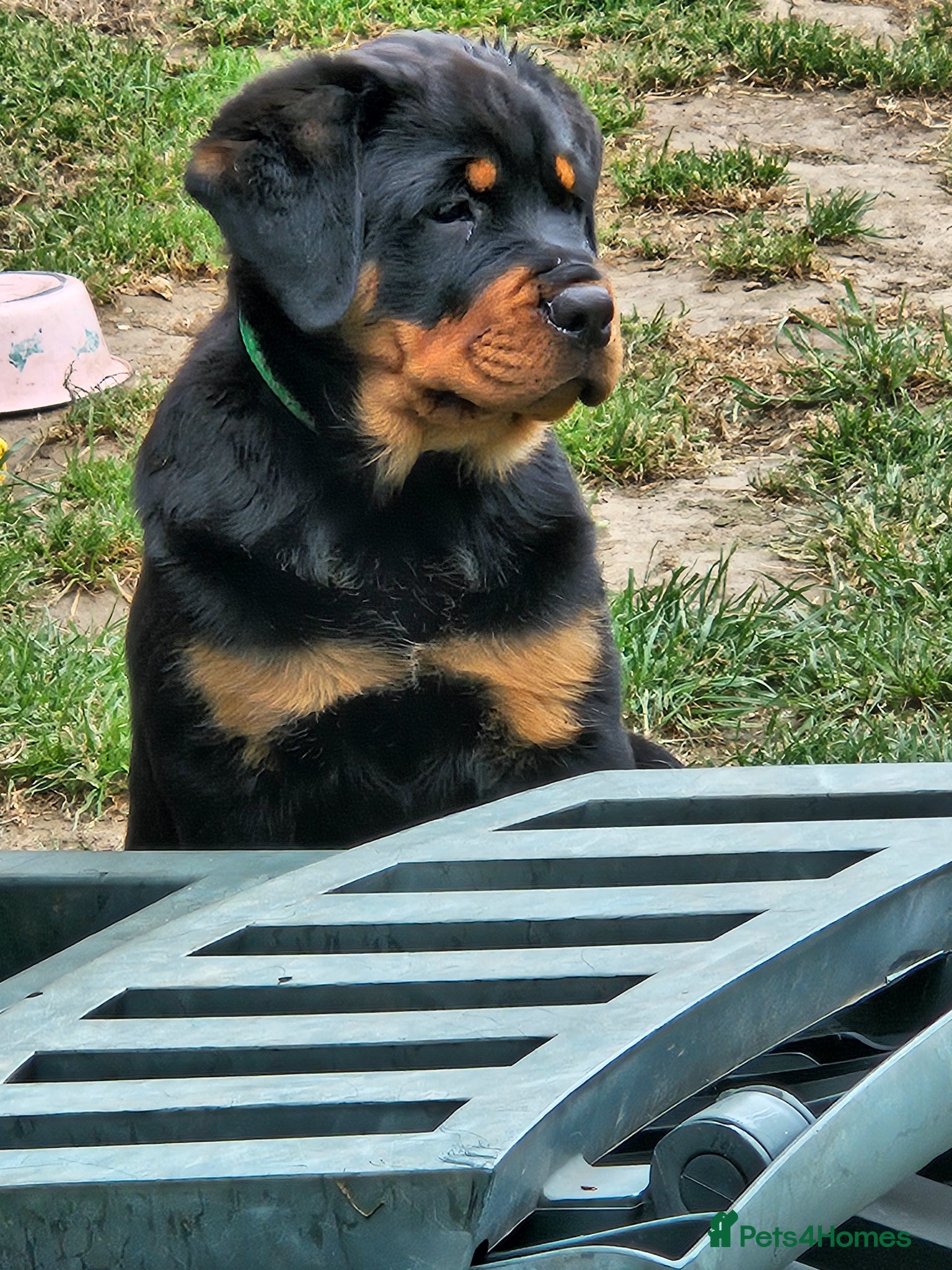 Rottweiler dogs Beautiful chunky puppies vet checked clear  - Advert 18