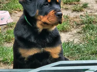 Rottweiler dogs Beautiful chunky puppies vet checked clear - Advert 18