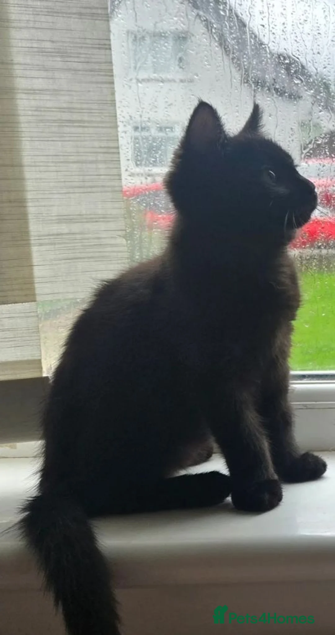 Ragdoll cats for sale: Gorgeous last boy kitty left  - Advert 2