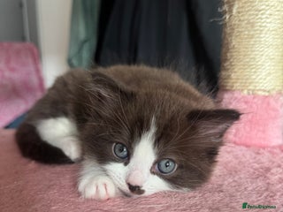 Ragdoll cats Chocolate Cinnamon Ragdoll - Advert 1