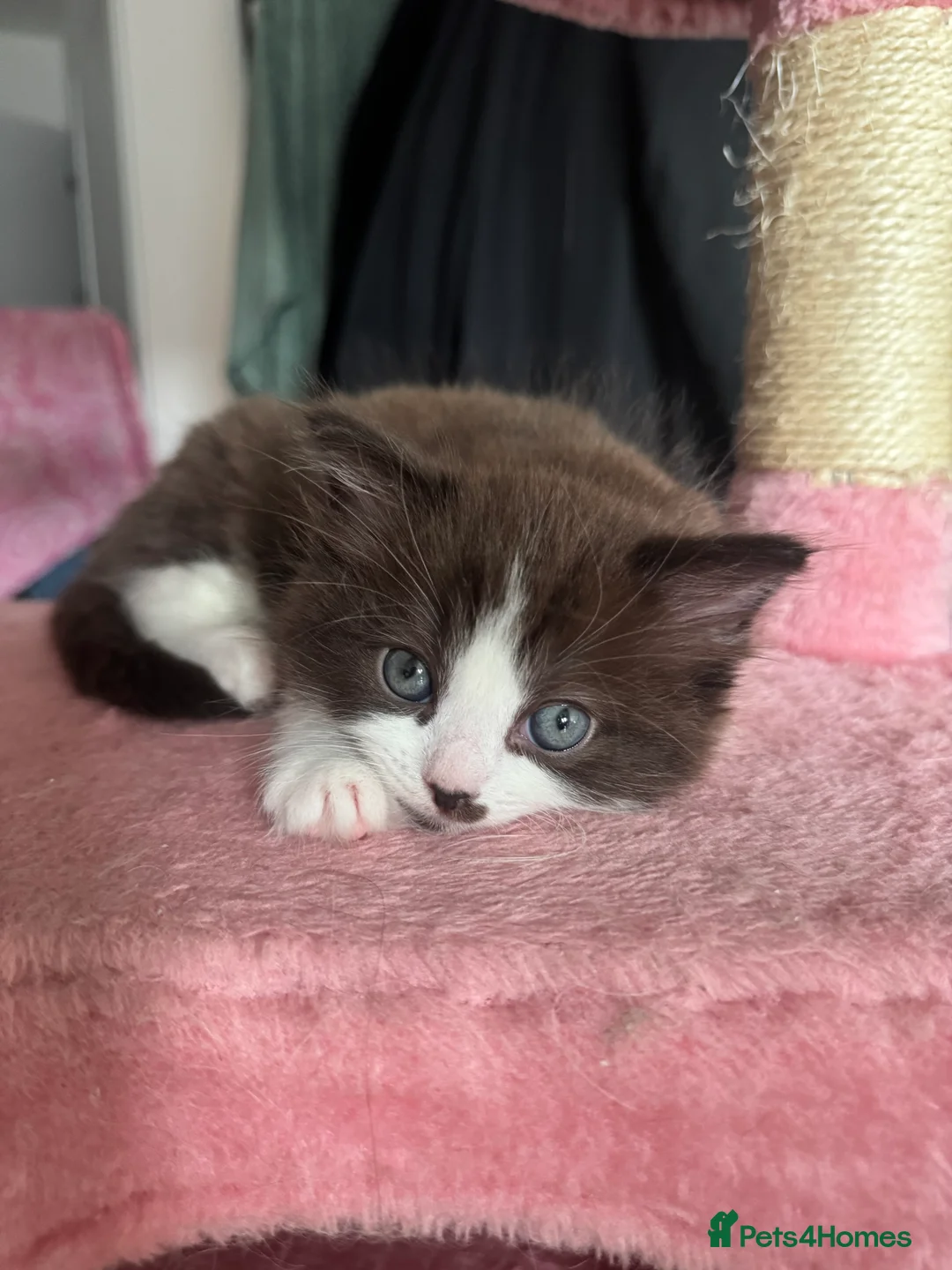 Ragdoll cats for sale: 🤍chocolate cinnamon mitted Ragdoll  - Advert 2