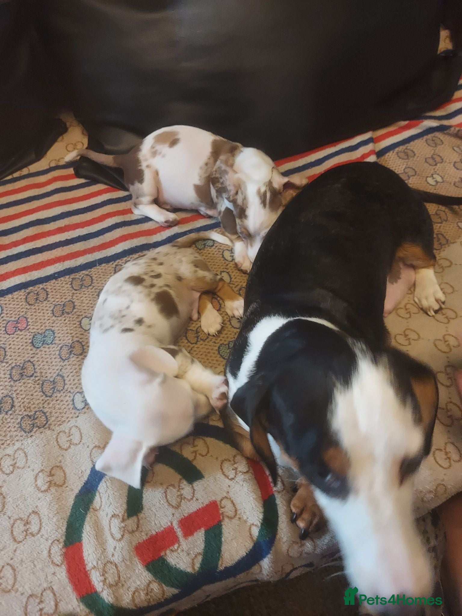 Dachshund dogs Stunning dachshunds with blue eyes  - Advert 1