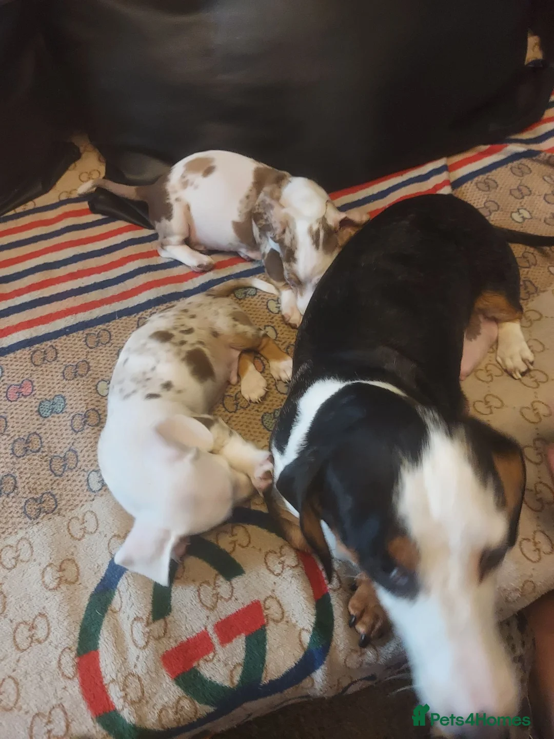 Dachshund dogs for sale: Stunning dachshunds with blue eyes  - Advert 1