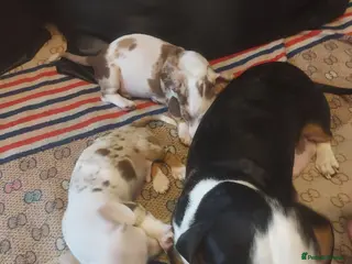 Dachshund dogs Stunning dachshunds with blue eyes - Advert 1