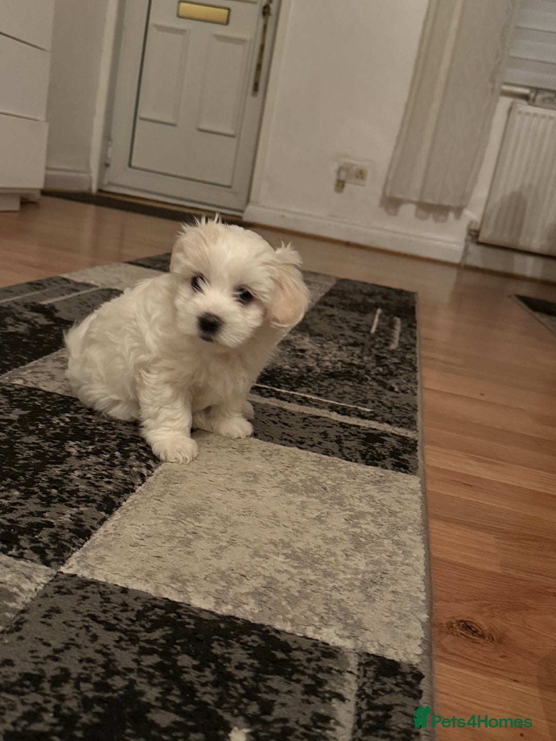 Maltese dogs for sale: pure maltese little girl - Advert 5