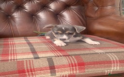 Jack Russell dogs for sale: Fantastic litter of miniature jr rare  colours  - Image 20