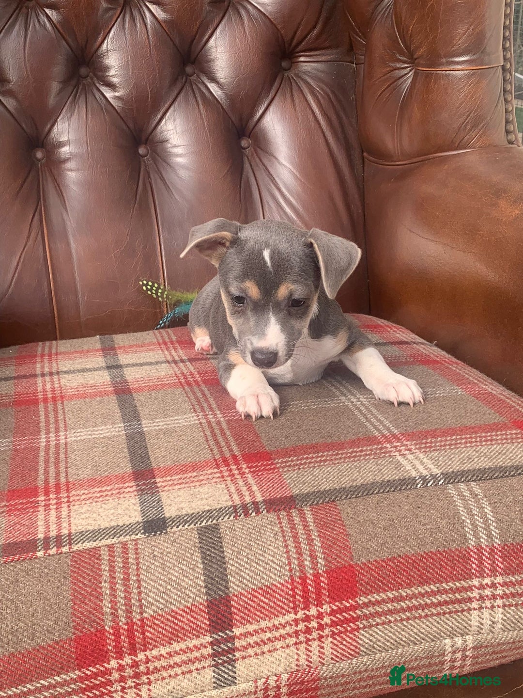 Jack Russell dogs for sale: Fantastic litter of miniature jr rare  colours  - Image 20