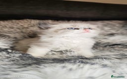 Ragdoll cats for sale: 4 Ragdoll Boys  - Image 14