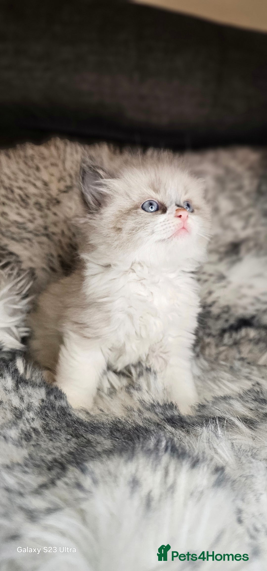 Ragdoll cats for sale: 4 Ragdoll Boys  - Image 14