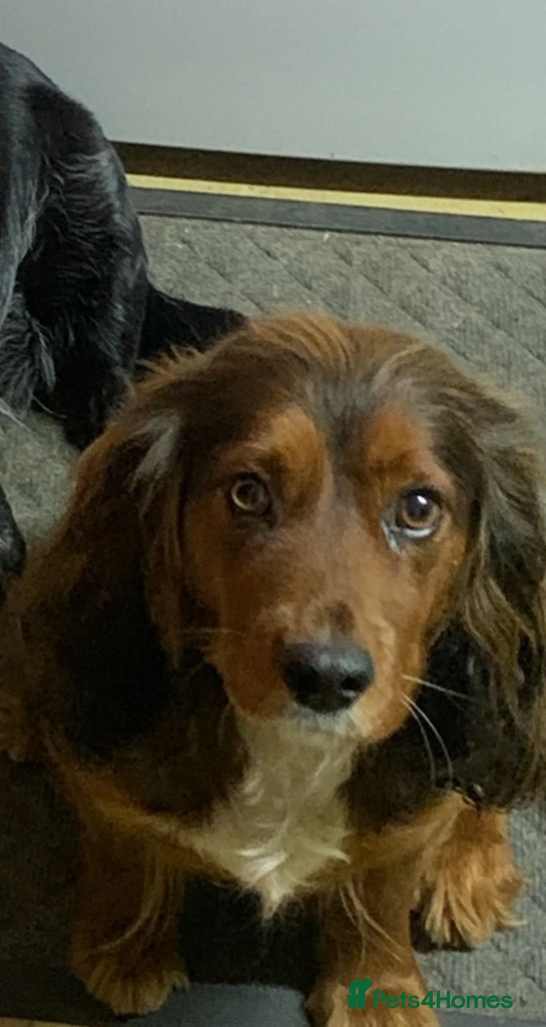 Cocker Spaniel dogs for sale: Cocker spaniel pups - Advert 1