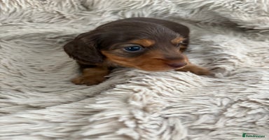 Miniature Dachshund dogs - Advert 4