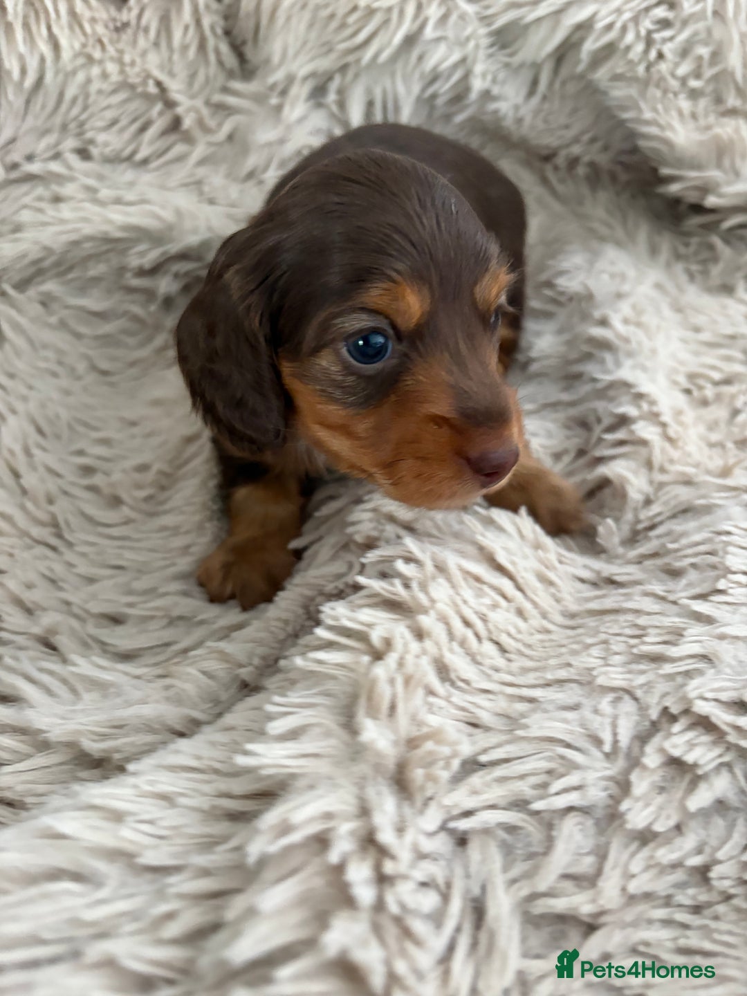 Miniature Dachshund dogs for sale: Long haired mini male dachshunds pups KC reg  - Image 14
