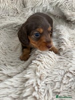 Miniature Dachshund dogs - Advert 4