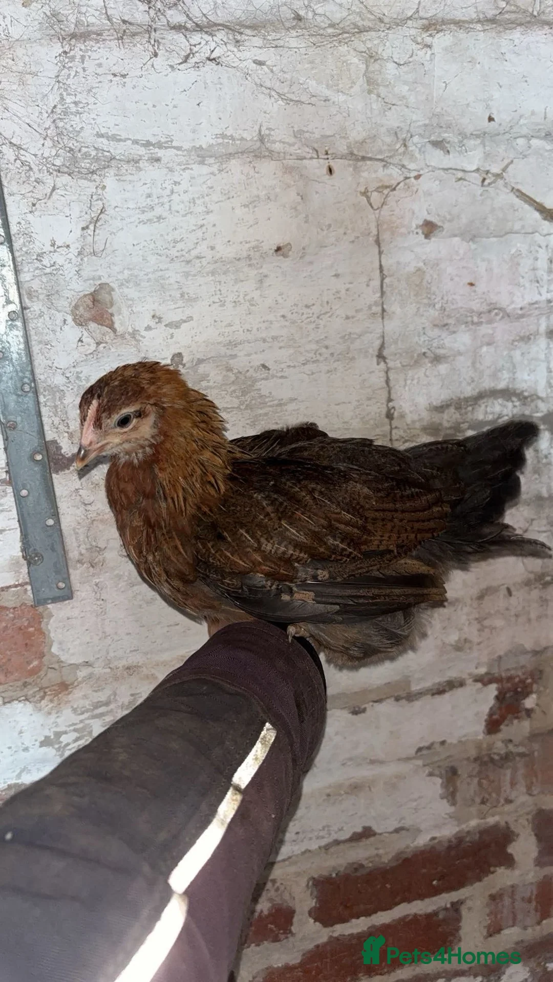 Chickens poultry for sale: Different selection of Trio’s & Chicks - Advert 6